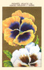 Pansies Poster Print by unknown - Item # VARBLL0587409886