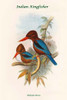 Halcyon Fusca - Indian Kingfisher Poster Print by John  Gould - Item # VARBLL0587318139