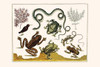 Anura, Lacertidae, Serpentes, Aves, Plantae Poster Print by Albertus  Seba - Item # VARBLL0587296925
