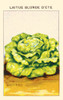 Summer blond lettuce Poster Print by unknown - Item # VARBLL0587409266
