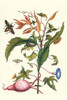 Ipomoea batatas with Diaphania byalinata and a Pachylis Pharaonis Poster Print by Maria Sibylla  Merian - Item # VARBLL0587287586