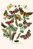 European Butterflies & Moths Poster Print by W.F. Kirby - Item # VARBLL0587322039