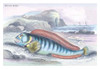 Lithographs of British fish done for Sir William Jardine and his naturalist library publications. Poster Print by Robert Hamilton - Item # VARBLL0587092998
