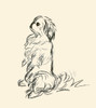 Pencil drawn illustration of a dog from an illustrated book on dogs entitled "Dogs Rough & Smooth" by Lucy Dawson, 1944. Poster Print by Lucy Dawson - Item # VARBLL0587405120