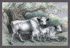 Engravings of horned mammals in natural settings, hand tinted. Poster Print by John Stewart - Item # VARBLL0587058196