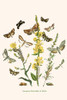 European Butterflies & Moths Poster Print by W.F. Kirby - Item # VARBLL0587322217