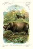 Two hippos in the forest by water. Poster Print by unknown - Item # VARBLL058711200x