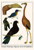 Phoenicicopterus ruber, Columbidae, Aves, Alcedinidae Poster Print by Albertus  Seba - Item # VARBLL0587296887