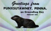 Unusual vintage postcard of "Greetings from Punxsutawney, Penna on Groundhog Day February 2nd." Poster Print by Curt Teich & Company - Item # VARBLL0587382422