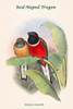 Harpactes Kasumba - Red-Naped Trogon Poster Print by John  Gould - Item # VARBLL0587318724