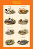 Composite vertical poster of Ducks for the classroom.  Version I Poster Print by John  Gould - Item # VARBLL0587319887