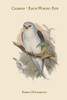 Elanus Hypoleucus - Celebean - Black-Winged Kite Poster Print by John  Gould - Item # VARBLL0587313668