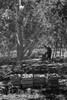 Harvesting pears, Pleasant Hill Orchards. Washington, Yakima Valley. Poster Print by Dorothea Lange - Item # VARBLL0587241314