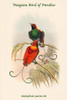 Diphyllodes Gulemi III - Waigiou Bird of Pardise Poster Print by John  Gould - Item # VARBLL058732029x
