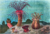 Sea Anemone Poster Print - Item # VARBLL058739420x Sea Anemone Poster Print - Item # VARBLL058739420x