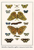 Odonata, Lycinidae, Saturniidae, Antheraea helferi, Hypolimnas bolina, Trichura coarctata, Eulopea core, Danis Poster Print by Albertus  Seba - Item # VARBLL0587298693