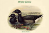 Bernica Brenta - Brent Goose Poster Print by John  Gould - Item # VARBLL0587321113