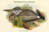 Pucrasia Macrolopha Himalayan Pucras Pheasant Poster Print by John  Gould - Item # VARBLL0587319291