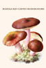 Russula Red-Capped Mushrooms Poster Print by Edmund  Michael - Item # VARBLL0587300213