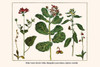 Asclepius, Pelargonium, Ludvigia, Ophrys Poster Print by Albertus  Seba - Item # VARBLL058729664x