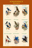 Composite Kingfisher Poster for Classrooms Poster Print by John  Gould - Item # VARBLL0587318260
