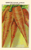 Red long Saint Valery carrot Poster Print by unknown - Item # VARBLL0587409207