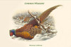 Phasianus Cochicus - Common Pheasant Poster Print by John  Gould
