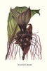 Orchid, Ataccia cristata, Malaysia, Poster Print by Louis Benoit  Van Houtte - Item # VARBLL058712992L