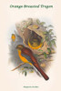 Harpactes Oreskios - Orange-Breasted Trogon Poster Print by John  Gould - Item # VARBLL0587318694