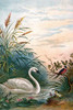 Frag, Bird & a Swan in a pond Poster Print by A.  Hochstein - Item # VARBLL0587315970