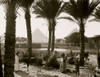 Types & agriculture. Corn fields & palmgrove, pyramids seen through palms Poster Print - Item # VARBLL058754007L