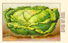 Milan cabbage Poster Print by unknown - Item # VARBLL058740924x