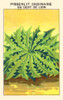 Ordinary Dandelion or Lion's Tooth Poster Print by unknown - Item # VARBLL058740874x