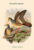 Phlogoenas Tristigmata - Branded Pigeon Poster Print by John  Gould - Item # VARBLL058731981x