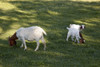 Goats in Rural Alabama Poster Print - Item # VARBLL058756136L