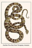 Serpentes, Boidae, Corallis endrys Poster Print by Albertus  Seba - Item # VARBLL0587297638