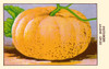 Yellow pumpkin Poster Print by unknown - Item # VARBLL0587409037