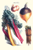 Vegetables; rhubard, carrot, onion, turnip  Illustration from a famous French seed catalog and the vegetables that can be grown. Poster Print by Philippe-Victoire Lev_que  de Vilmorin - Item # VARBLL0587285974