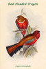 Trogon Erthrocephalus - Red Headed Trogon Poster Print by John  Gould - Item # VARBLL0587318597