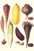 Illustration from a famous French seed catalog and the vegetables that can be grown. Poster Print by Philippe-Victoire Lev_que  de Vilmorin - Item # VARBLL0587285435