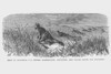 Sharpshooters before Fort Wagner in the Siege of Charleston Poster Print by Frank  Leslie - Item # VARBLL0587330465