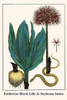 Haemanthus Catherine Blood Lilly with African Sunbeam Snake Poster Print by Albertus  Seba - Item # VARBLL0587296542