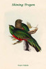 Trogon Fulgidus - Shining Trogon Poster Print by John  Gould - Item # VARBLL0587318511