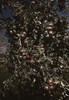 Peaches on a tree, orchard in Delta County, Colo. Poster Print - Item # VARBLL058756655L