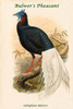 Lobiophasis Bulweri - Bulwer's Pheasant Poster Print by John  Gould - Item # VARBLL0587319178