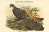 Polyplectron Chinquis - Asian Peacock-Pheasant Poster Print by John  Gould - Item # VARBLL0587319461