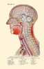 1920 Astonishing Cross-Section of The Human Head Anatomical Plate. Poster Print by Surrender Dorothy - Item # VARBLL058739384x