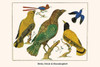 Aves, Oriolidae, Trochilidae Poster Print by Albertus  Seba - Item # VARBLL0587296844