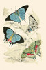 European Butterflies & Moths Poster Print by James  Duncan - Item # VARBLL0587323043