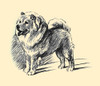 Pencil drawn illustration of a dog from an illustrated book on dogs entitled "Dogs Rough & Smooth" by Lucy Dawson, 1944. Poster Print by Lucy Dawson - Item # VARBLL0587405198